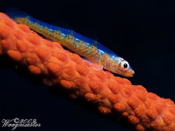 Whip Coral Goby (Bryaninops yongei) - Tulamben, Bali (Can... by Marco Waagmeester 